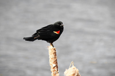 Close-up of bird perching on shore