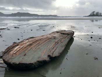 Scenic view of driftwood on beach against sky