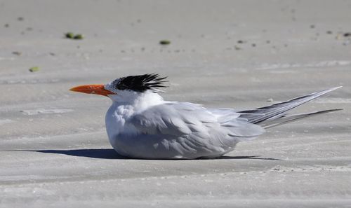 Close-up of seagull flying