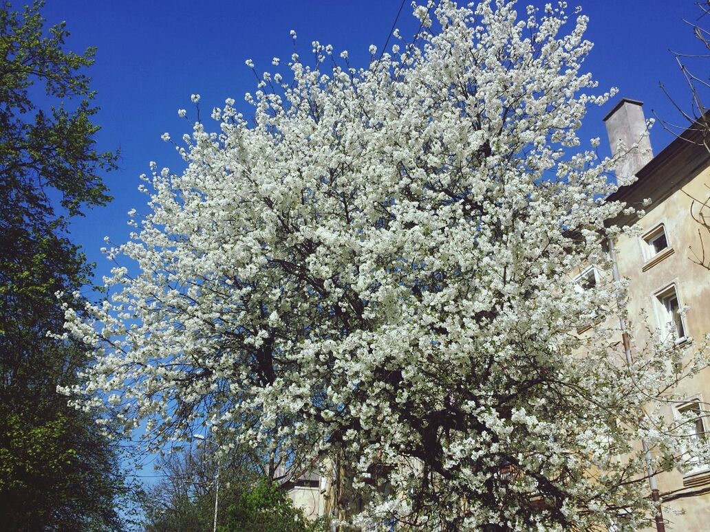 tree, low angle view, flower, branch, blue, growth, clear sky, building exterior, built structure, nature, architecture, cherry blossom, beauty in nature, sunlight, white color, sky, day, blossom, freshness, outdoors