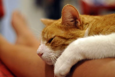 Close-up of cat sitting