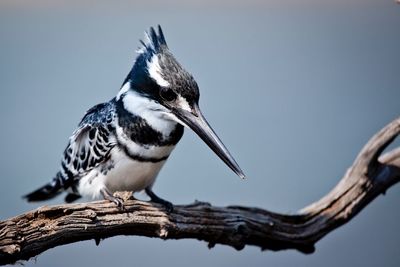 Close-up of bird perching on branch against sky