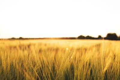 Agriculture concept with golden wheat grain fields panorama photography. ears of yellow wheat