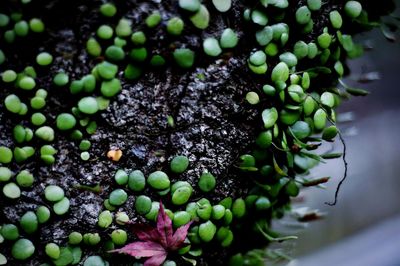 Close-up of green leaves