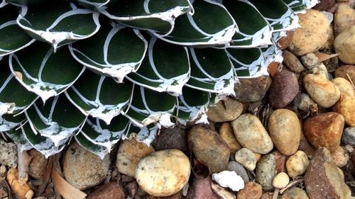 Full frame shot of leaves