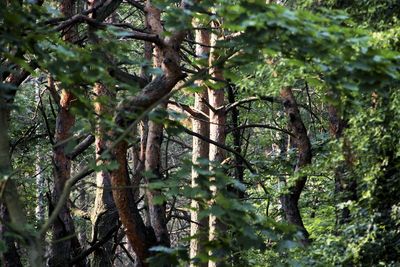 Trees in forest