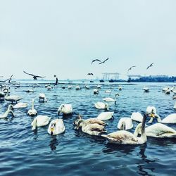 Seagull flying over water