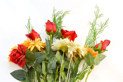 Close-up of tulips in vase against white background