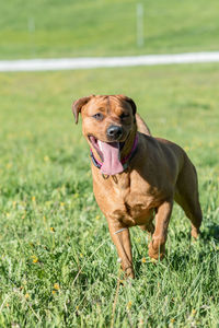 Portrait of dog on field