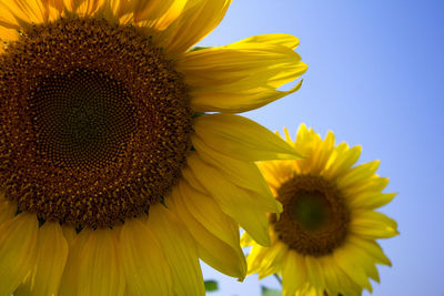 Close-up of sunflowers blooming outdoors