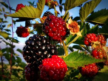 Close-up of strawberries