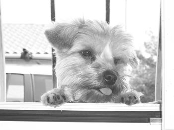 Close-up portrait of dog