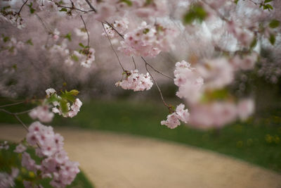 Pink flowers blooming on tree