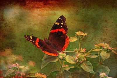 Butterfly on white background