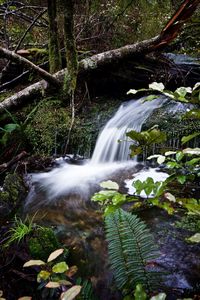 Scenic view of waterfall in forest