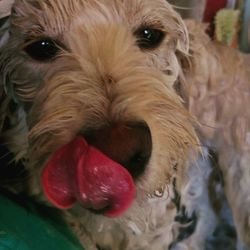 Close-up portrait of dog