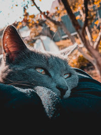 Close-up of a cat sleeping