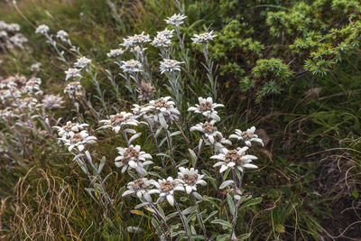 Close-up of white flowering plants on field