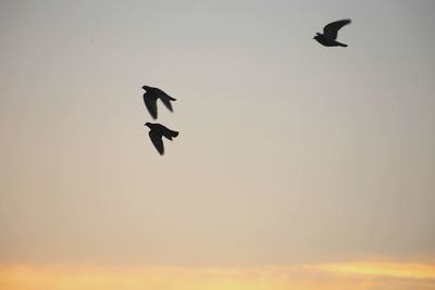 Low angle view of silhouette bird flying in sky