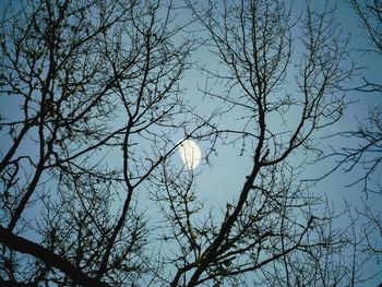 Low angle view of bare tree against sky