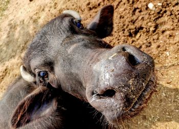 Indian buffalo closeup focus on nose