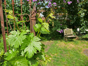 Close-up of fresh green plants