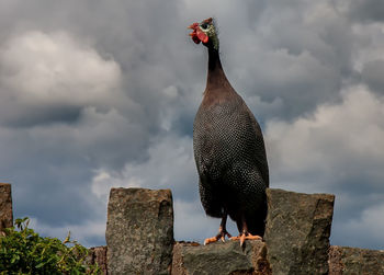 Low angle view of bird perching on rock against sky