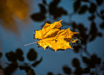 Close-up of maple leaf on plant