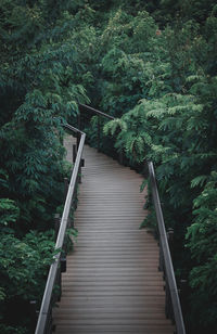 Footbridge amidst trees in forest