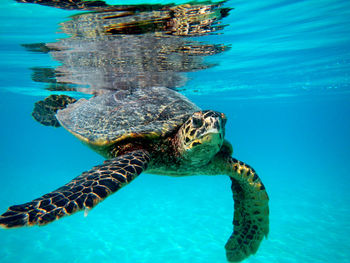 Close-up of turtle swimming in sea