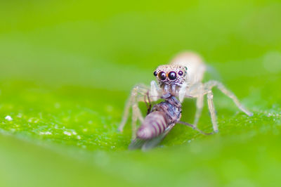 Close-up of spider