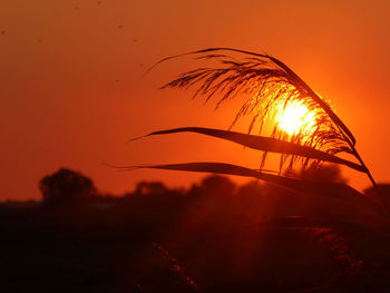 Close-up of silhouette plants against sunset sky