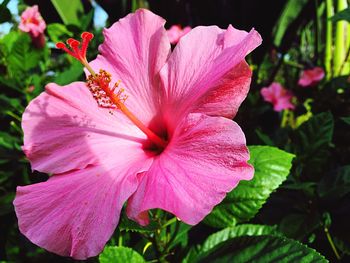 Close-up of pink flower