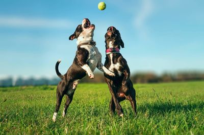 Dog playing with ball on grass