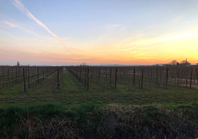 Scenic view of agricultural field against sky during sunset