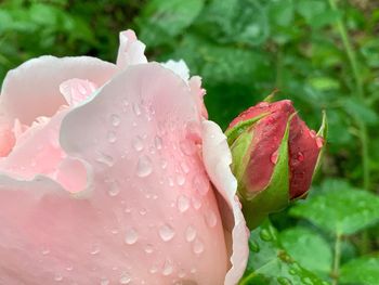 Close-up of wet pink rose