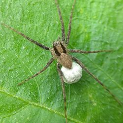 Close-up of spider on leaf