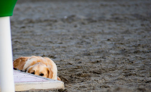 High angle view of golden retriever sleeping on beach