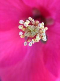 Close-up of pink flower