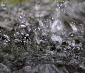 Close up of animal in pond