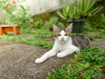 Portrait of cat relaxing by plants