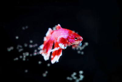 Siamese fighting fish swimming in lake