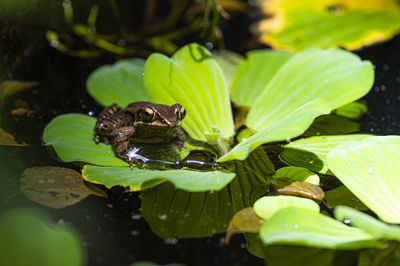 Close-up of frog on leaves in pond