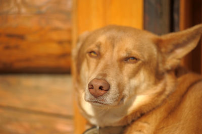 Close-up portrait of a dog