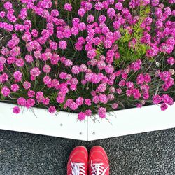 Low section of woman standing by pink flowers