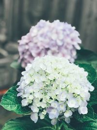 Close-up of white hydrangea flower