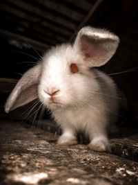 Close-up of white cat