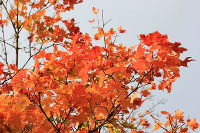 Low angle view of autumn leaves