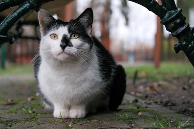 Close-up portrait of a cat sitting on the soil