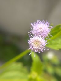 Close-up of purple flower blooming outdoors